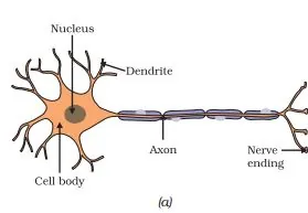 Neuron structure